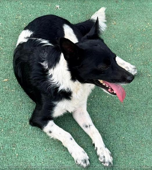 Lucas, an adoptable mixed breed in Georgetown, TX image 3/5
