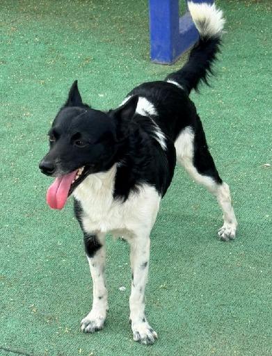 Lucas, an adoptable mixed breed in Georgetown, TX image 4/5