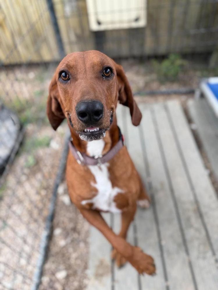 Enlarge D Michael aka Boone, a Adoptable Redbone Coonhound in Warrenton, MO image 1/2