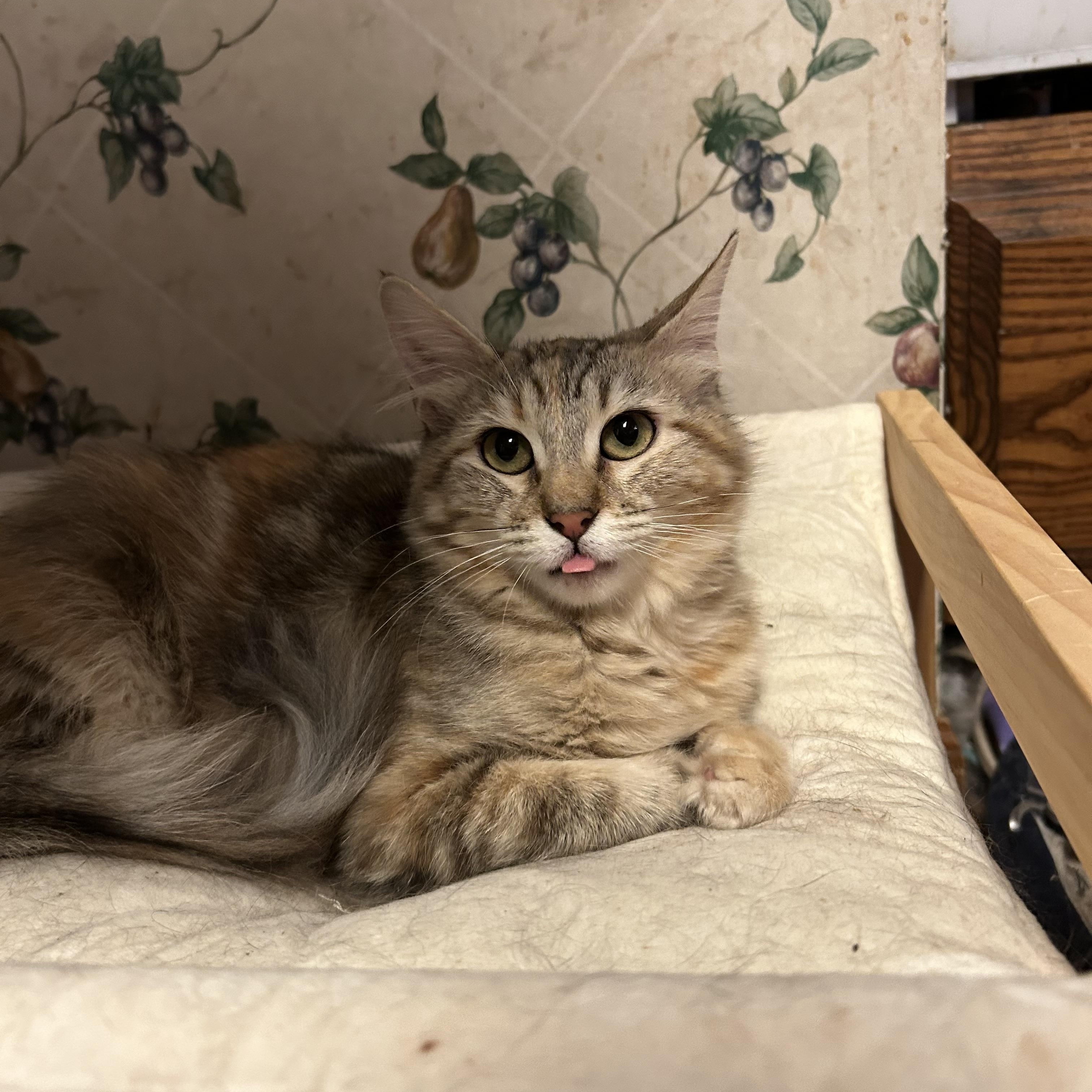 Pixie, a ADOPTABLE Domestic Long Hair in Columbia, MO image 4/4