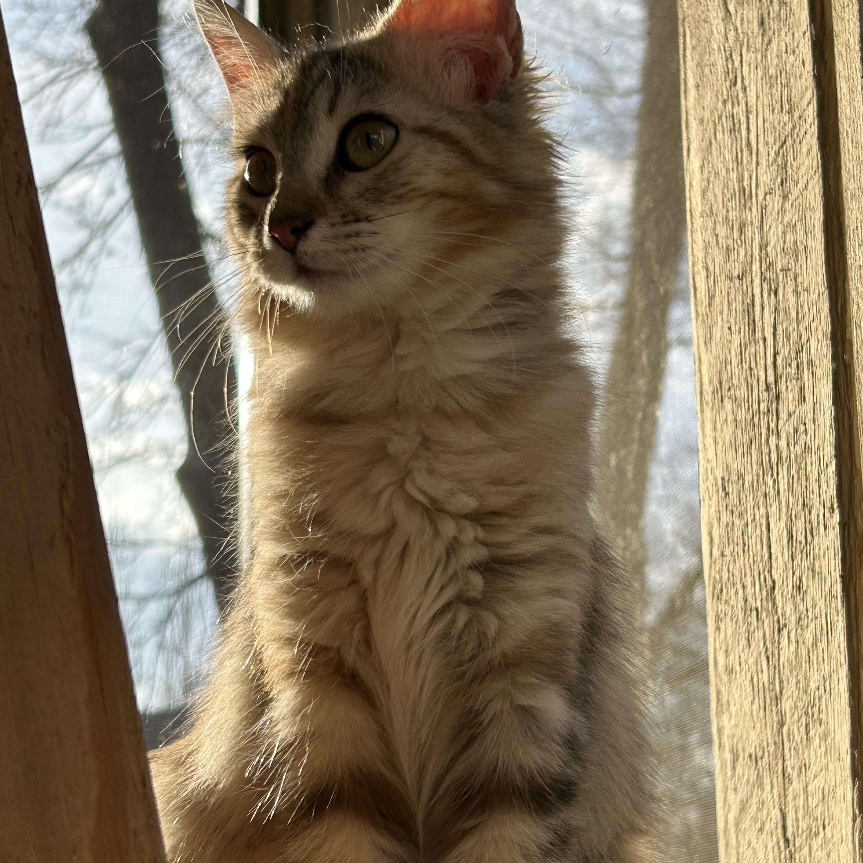 Pixie, a ADOPTABLE Domestic Long Hair in Columbia, MO image 3/4