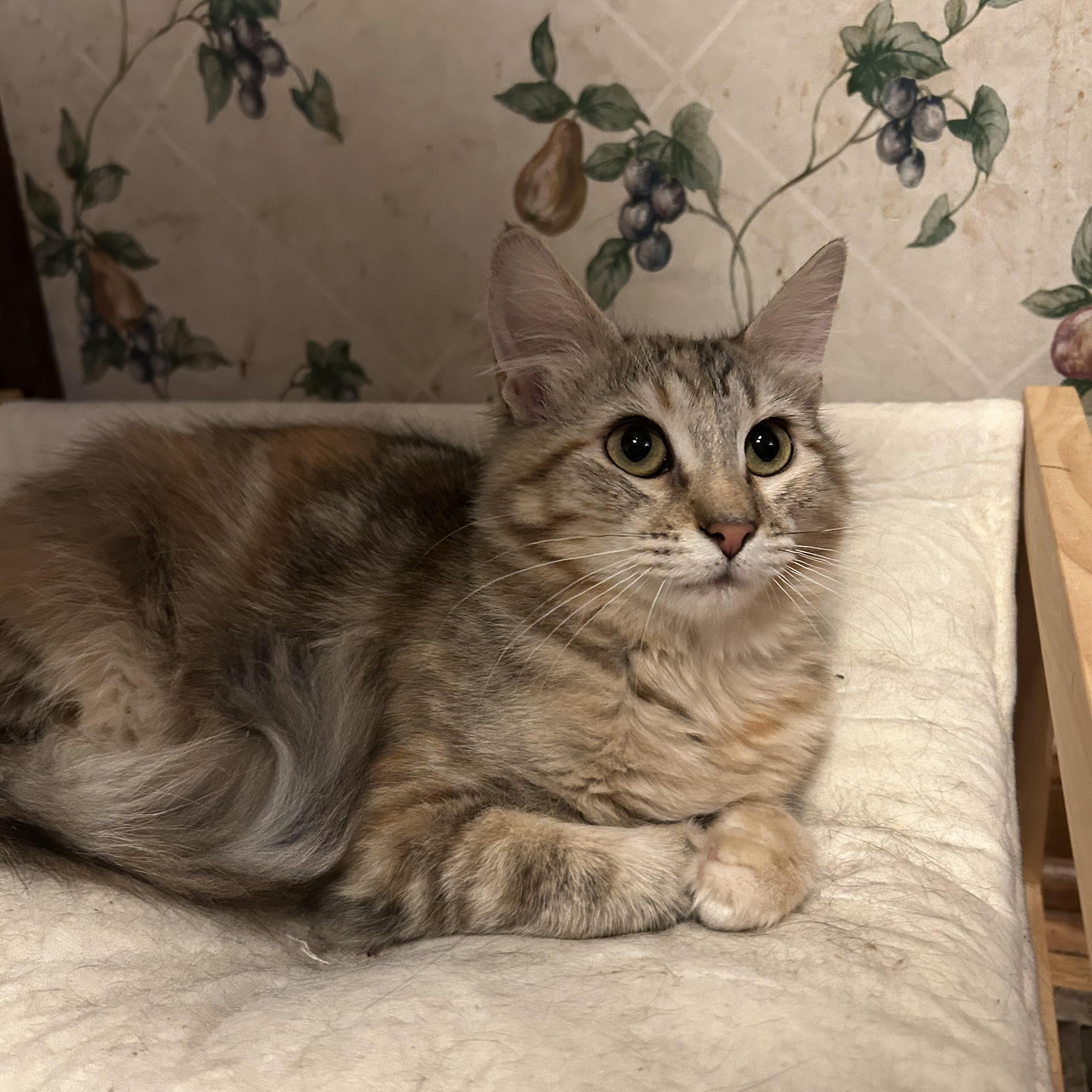 Pixie, a ADOPTABLE Domestic Long Hair in Columbia, MO image 1/4