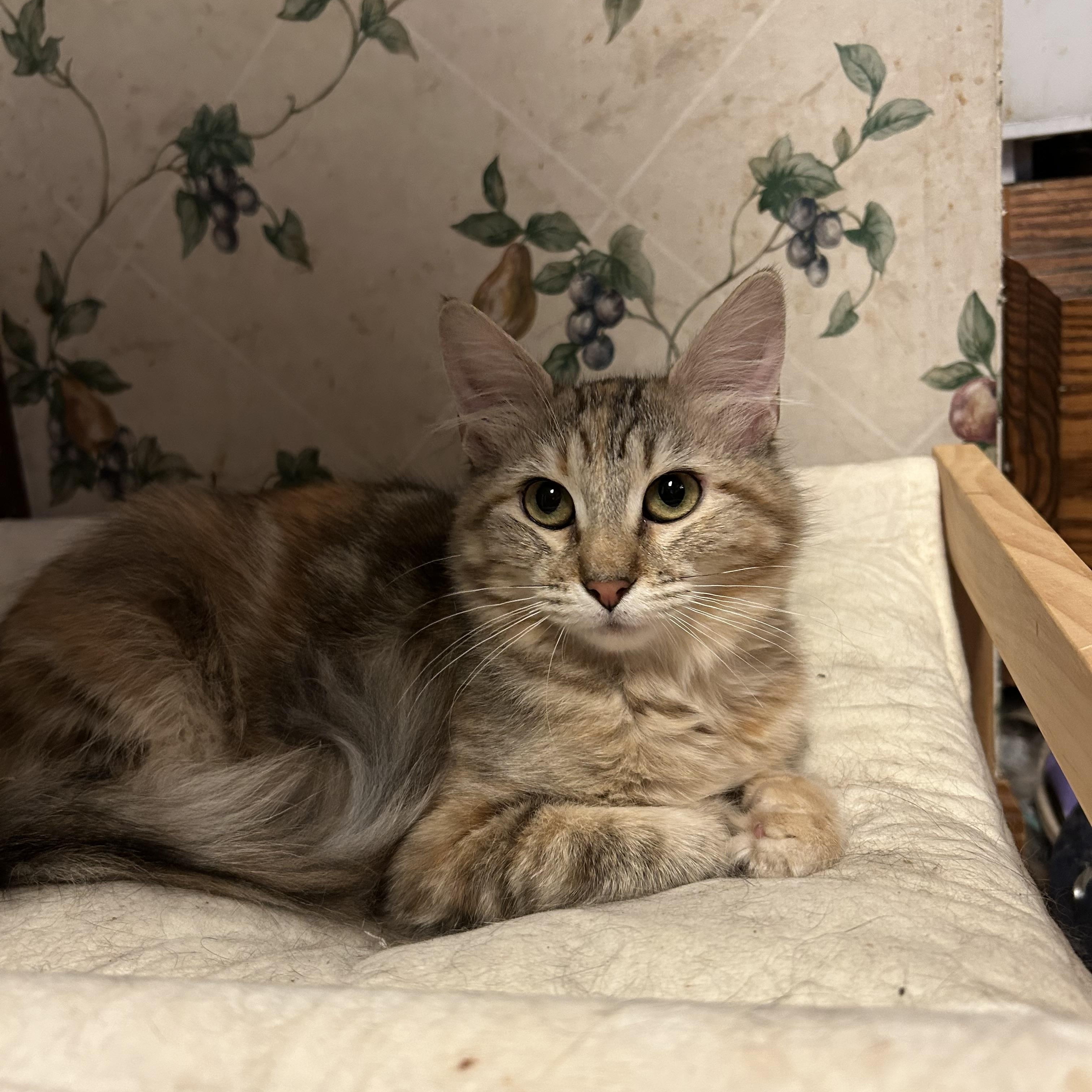 Pixie, a ADOPTABLE Domestic Long Hair in Columbia, MO image 2/4