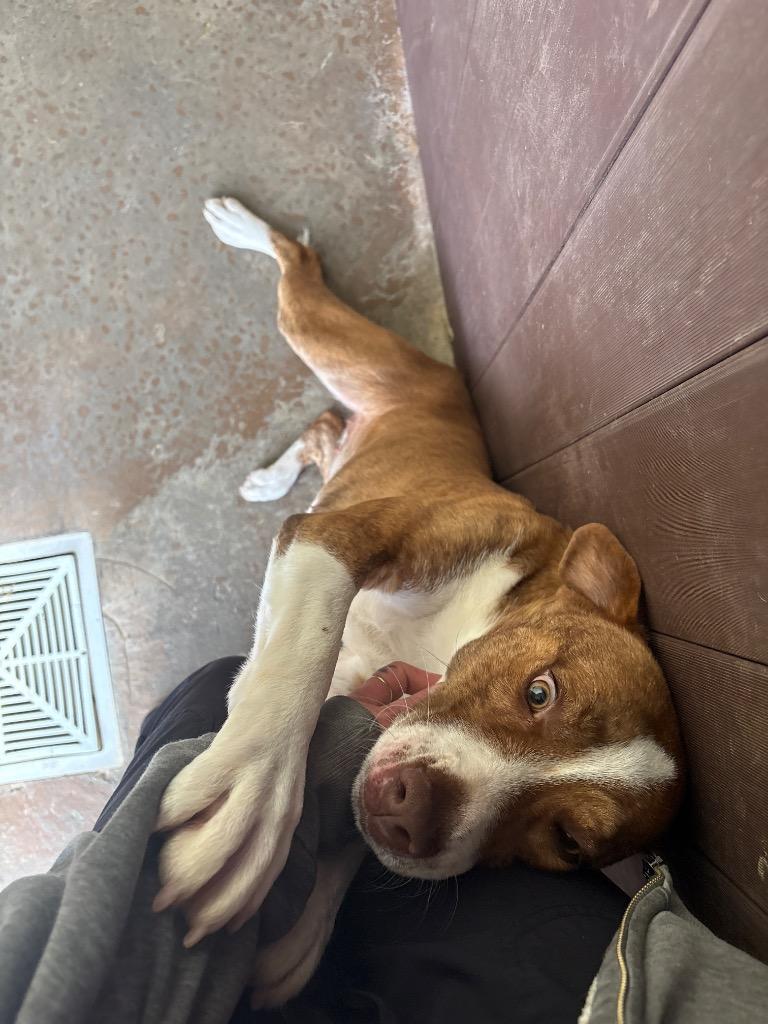 Enlarge SOPHIE, a Adoptable mixed breed in Crossville, TN image 2/3