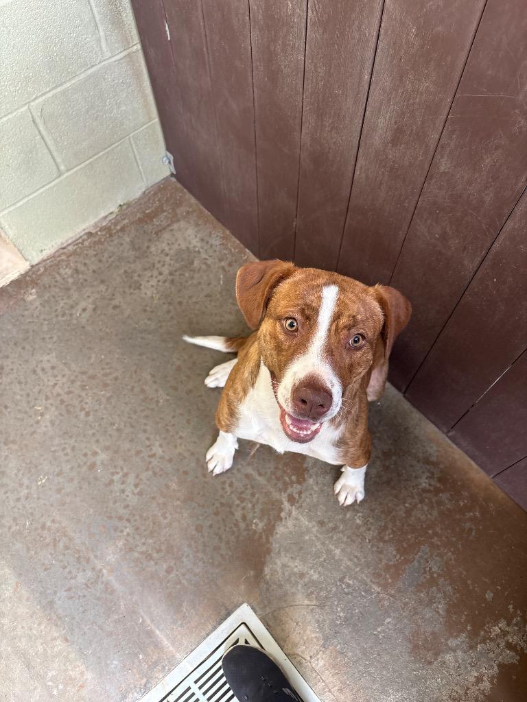 Enlarge SOPHIE, a Adoptable mixed breed in Crossville, TN image 3/3