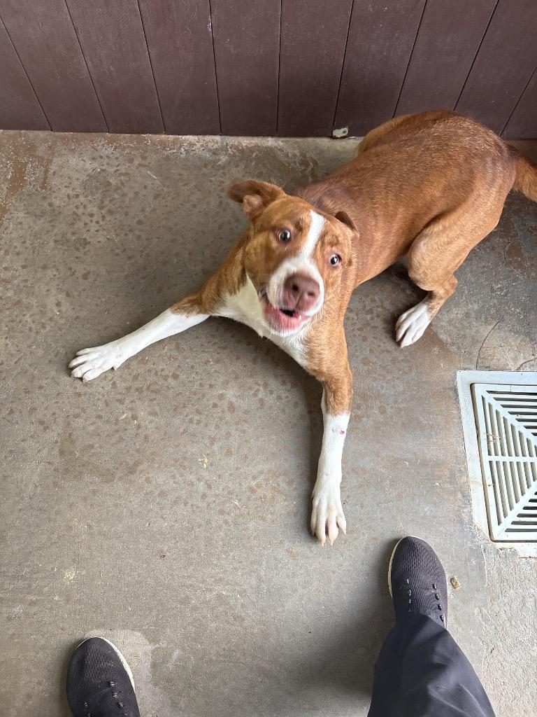 Enlarge SOPHIE, a Adoptable mixed breed in Crossville, TN image 3/3