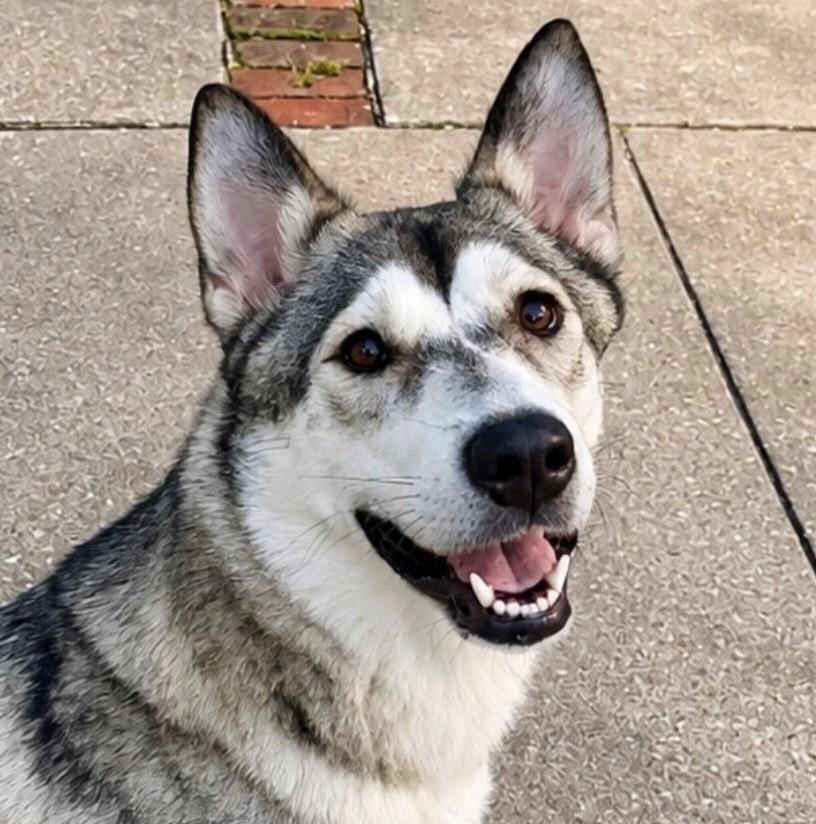 Enlarge Charlotte, a Adoptable Siberian Husky in York, PA image 1/4
