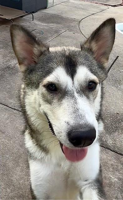 Enlarge Charlotte, a Adoptable Siberian Husky in York, PA image 2/4