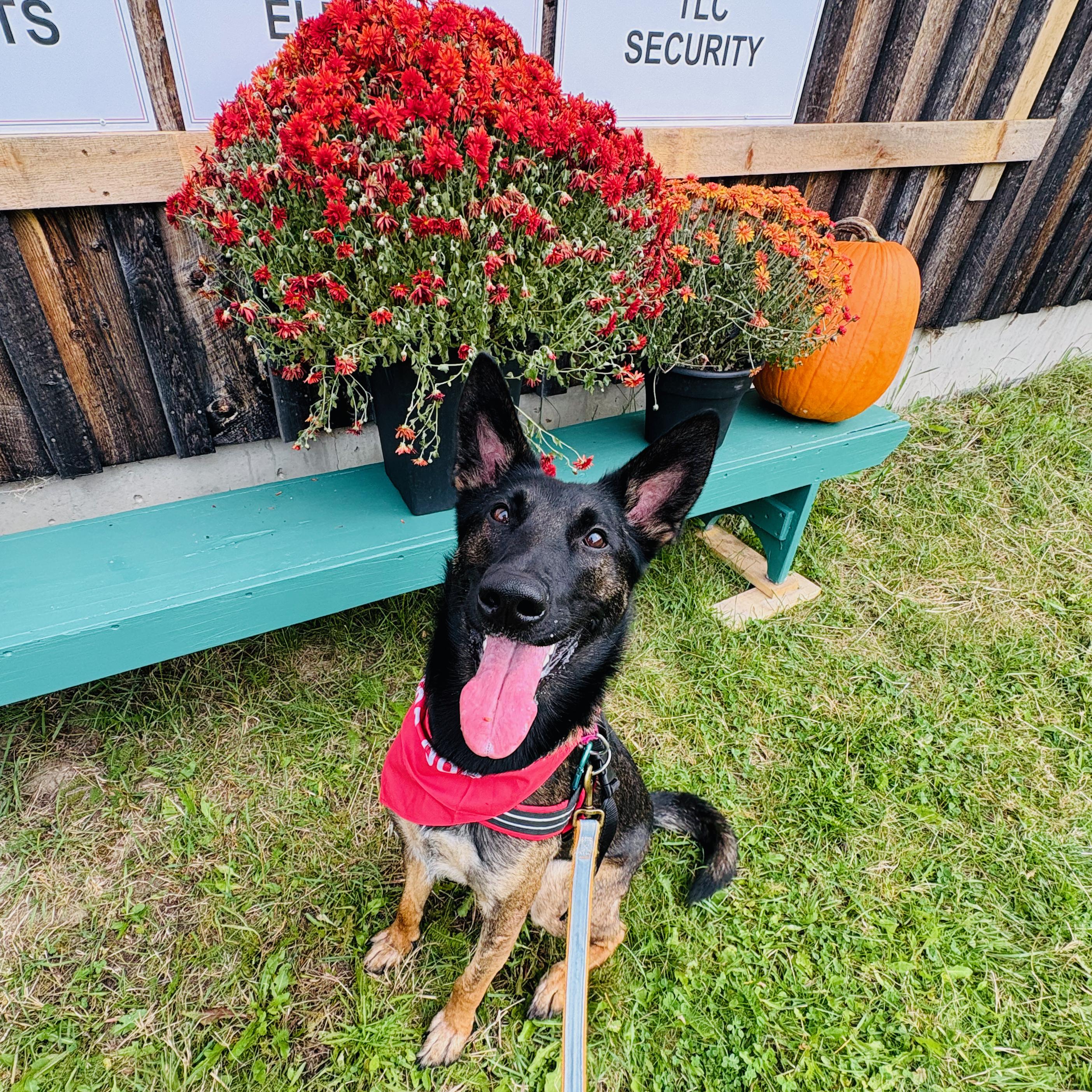 Dakota, Adoptable, Young Female Belgian Shepherd / Malinois.