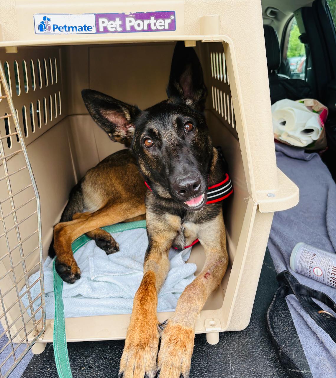 Dakota - MEDICAL HOLD Foster to adopt locally, ADOPTABLE, Young Female Belgian Shepherd / Malinois.