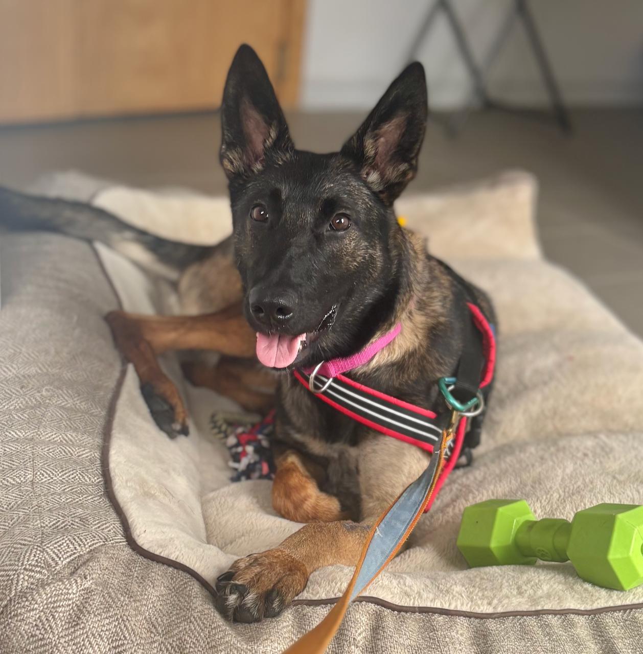 Dakota - MEDICAL HOLD Foster to adopt locally, ADOPTABLE, Young Female Belgian Shepherd / Malinois.