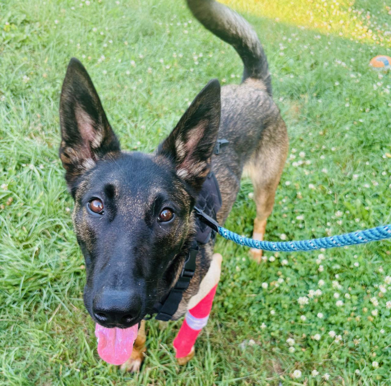 Enlarge Dakota - MEDICAL HOLD Foster to adopt locally, a ADOPTABLE mixed breed in St Stephen, NB image 2/5