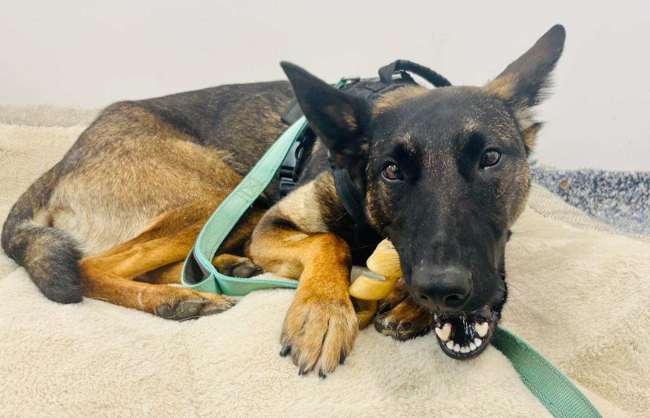 Enlarge Dakota - MEDICAL HOLD Foster to adopt locally, a ADOPTABLE mixed breed in St Stephen, NB image 4/5