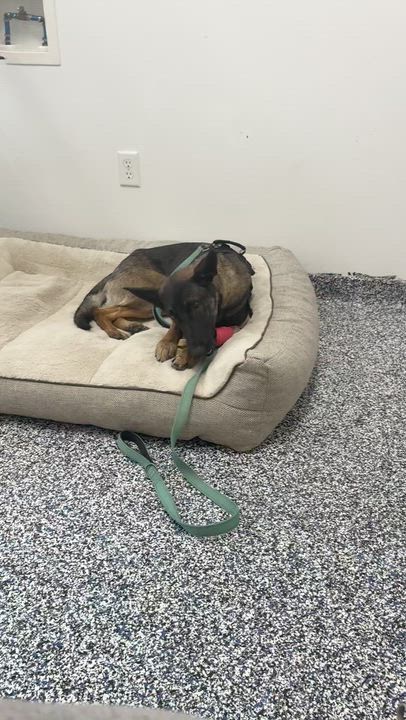 Enlarge Dakota - MEDICAL HOLD Foster to adopt locally, a ADOPTABLE mixed breed in St Stephen, NB video 3/5