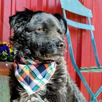 Chance, a Adoptable mixed breed in Lubbock, TX image 2/6