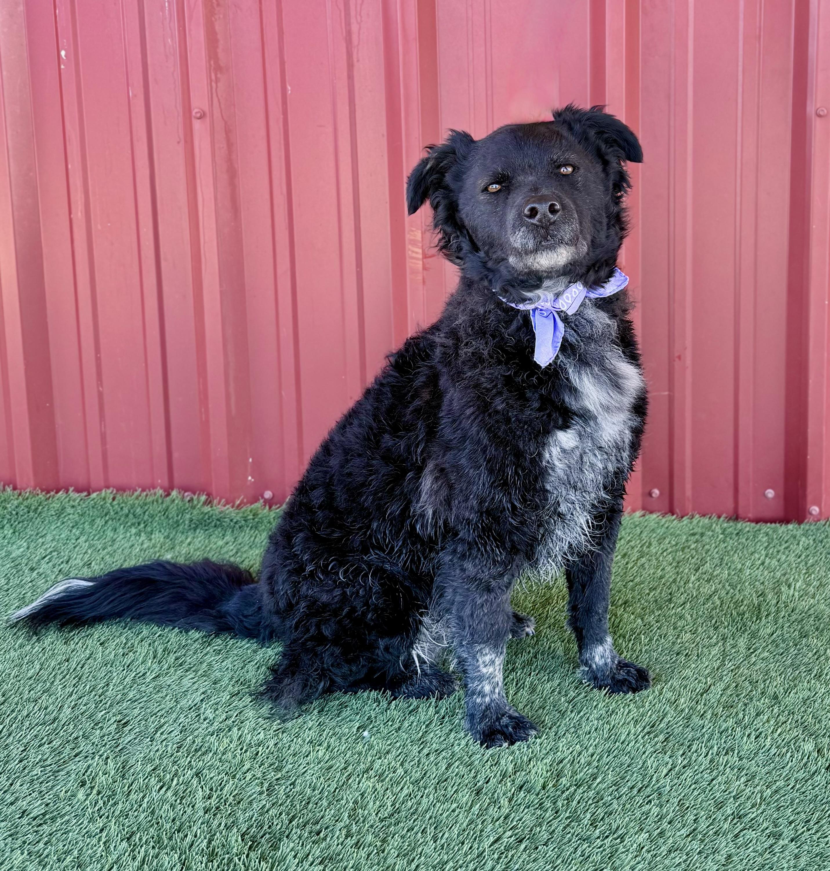 Chance, a Adoptable mixed breed in Lubbock, TX image 5/6