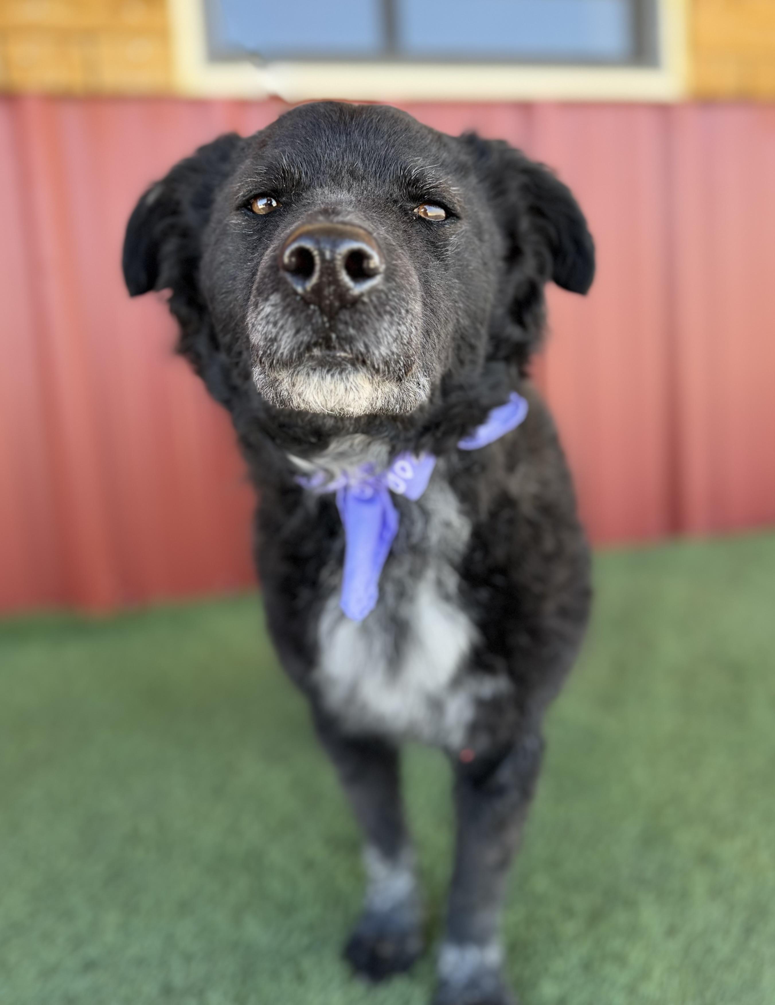 Chance, a Adoptable mixed breed in Lubbock, TX image 3/6