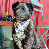 Chance, a Adoptable mixed breed in Lubbock, TX image 6/6