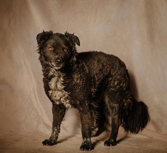 Chance, Adoptable, Senior Male Cattle Dog.
