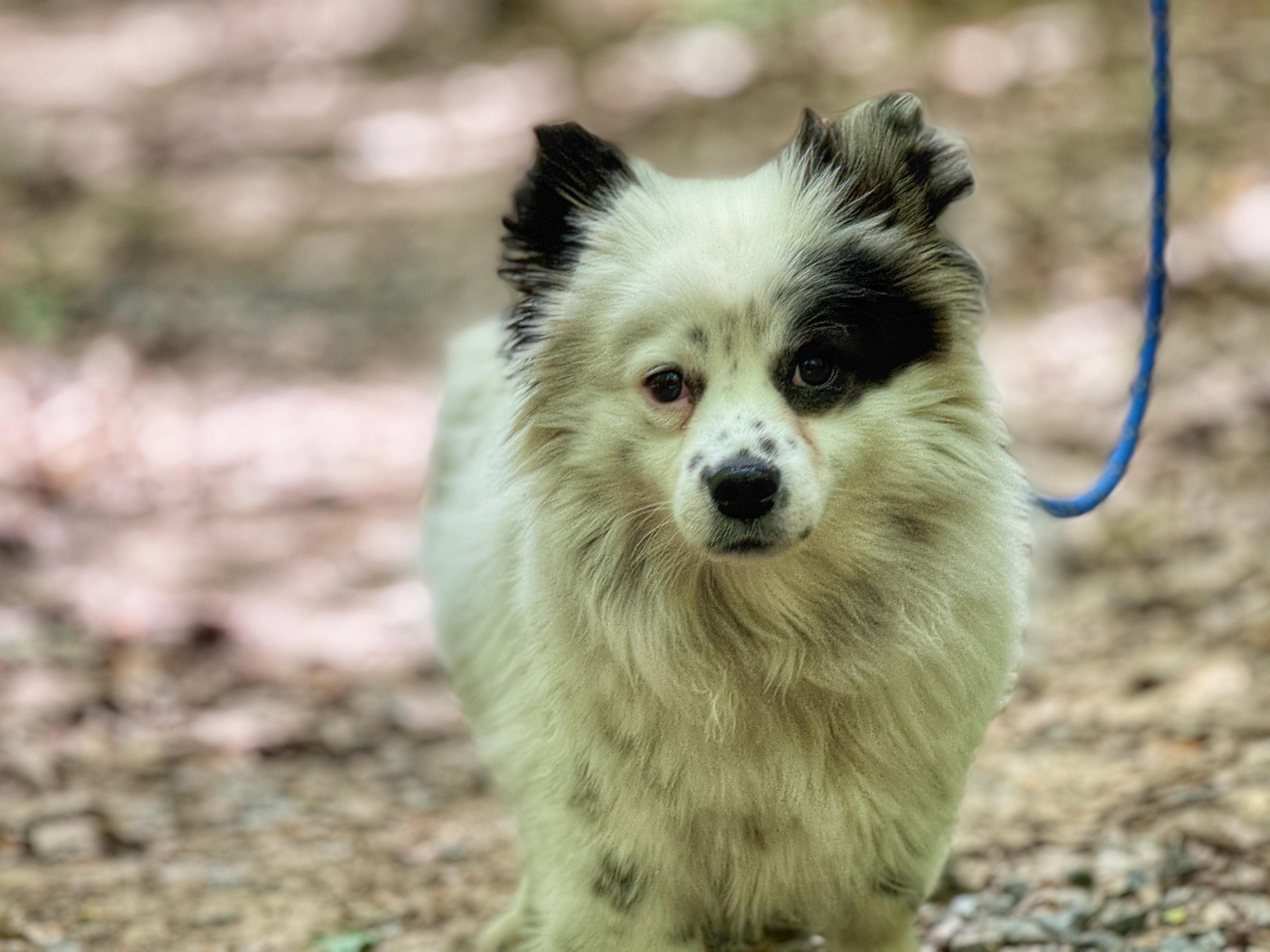 Enlarge Jinx, an adopted mixed breed in Richmond, VA image 5/6