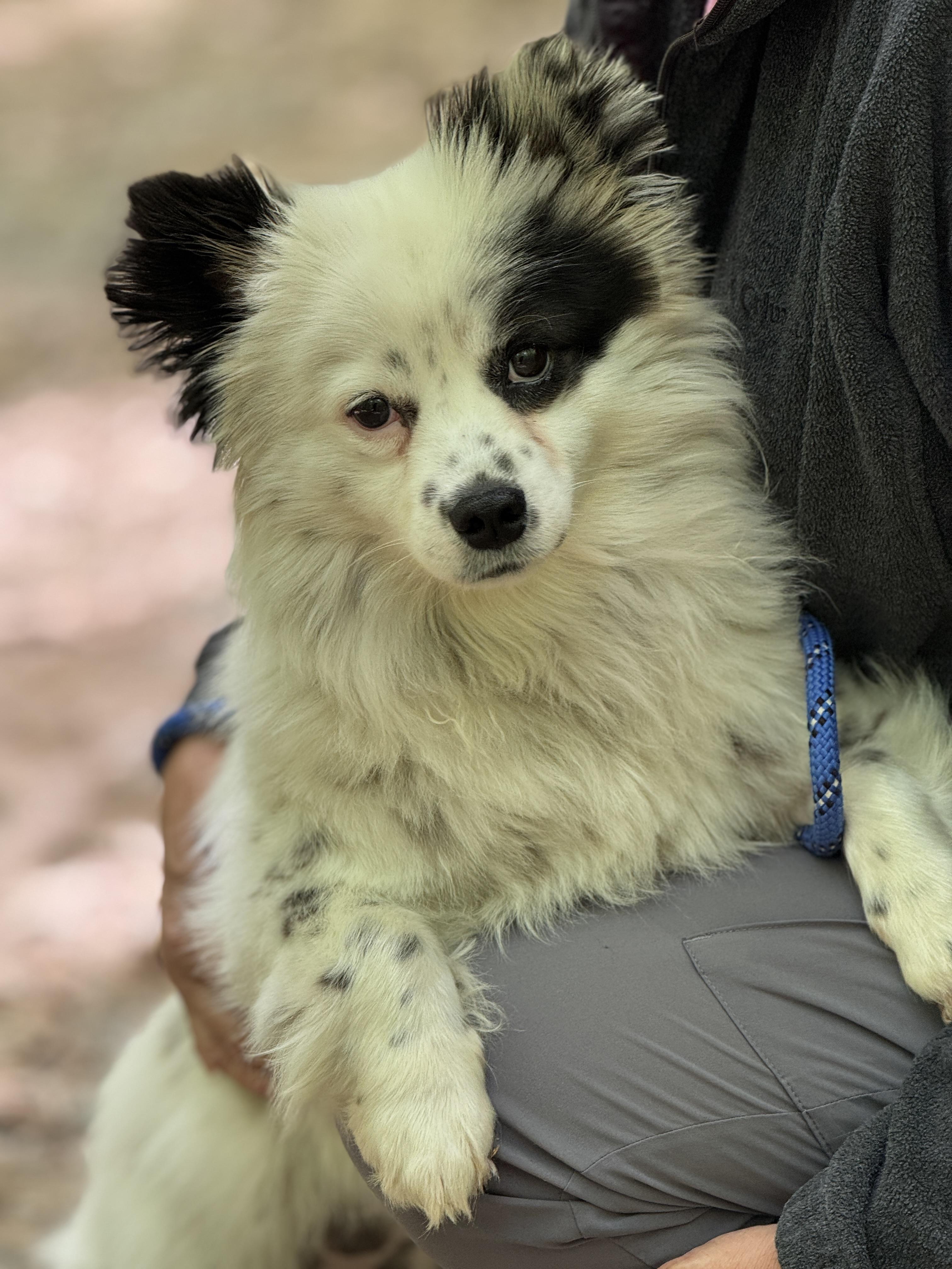 Jinx, adopted, Young Female Pomeranian & Shih Tzu.