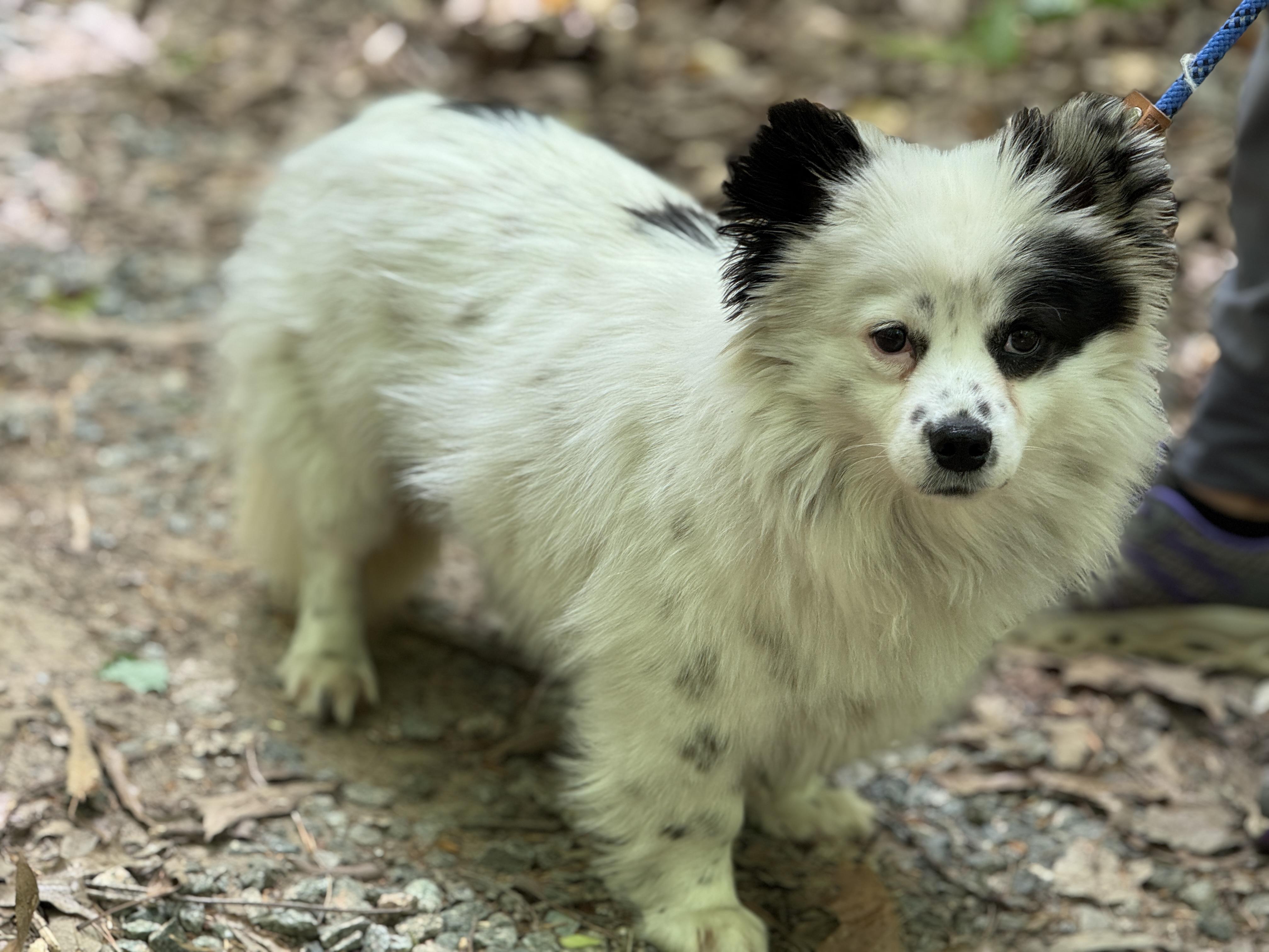 Enlarge Jinx, an adopted mixed breed in Richmond, VA image 6/6