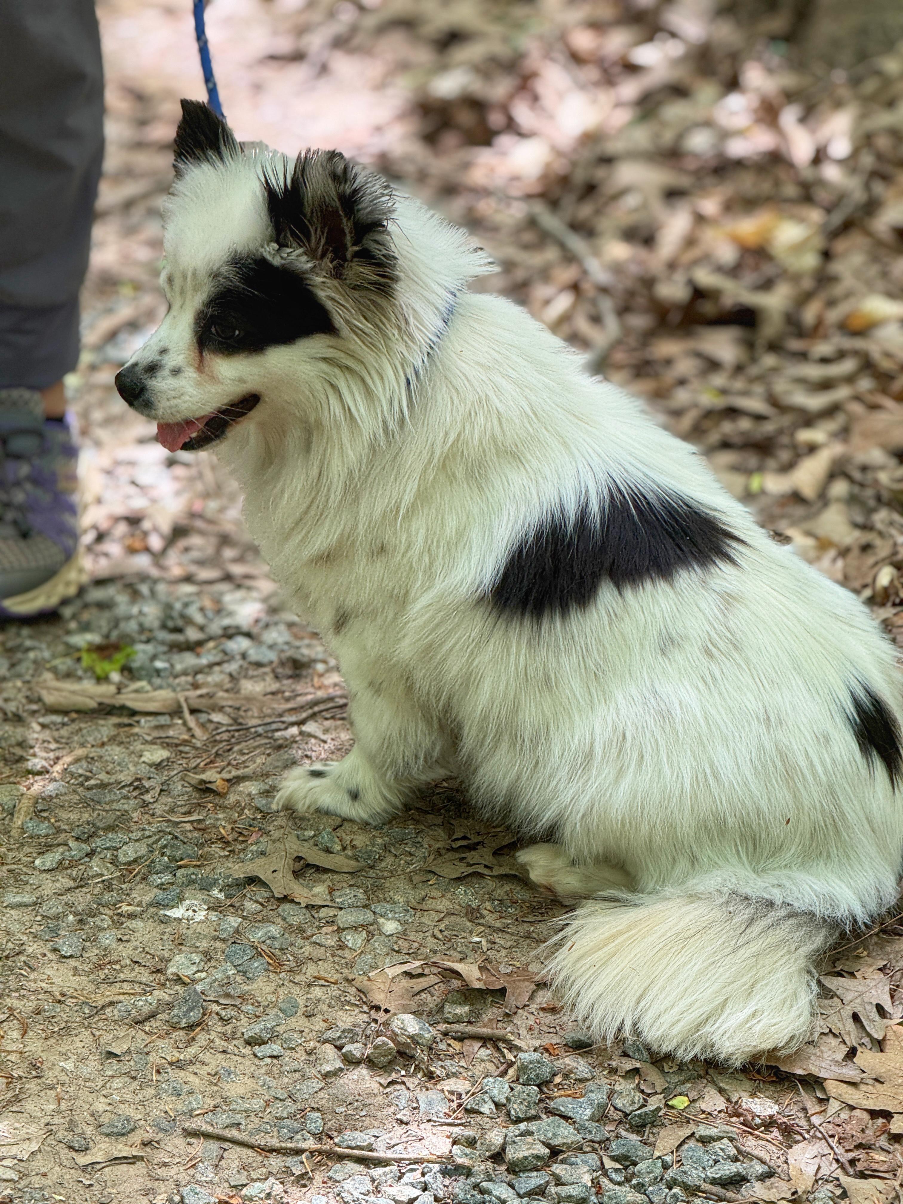 Enlarge Jinx, an adopted mixed breed in Richmond, VA image 2/6