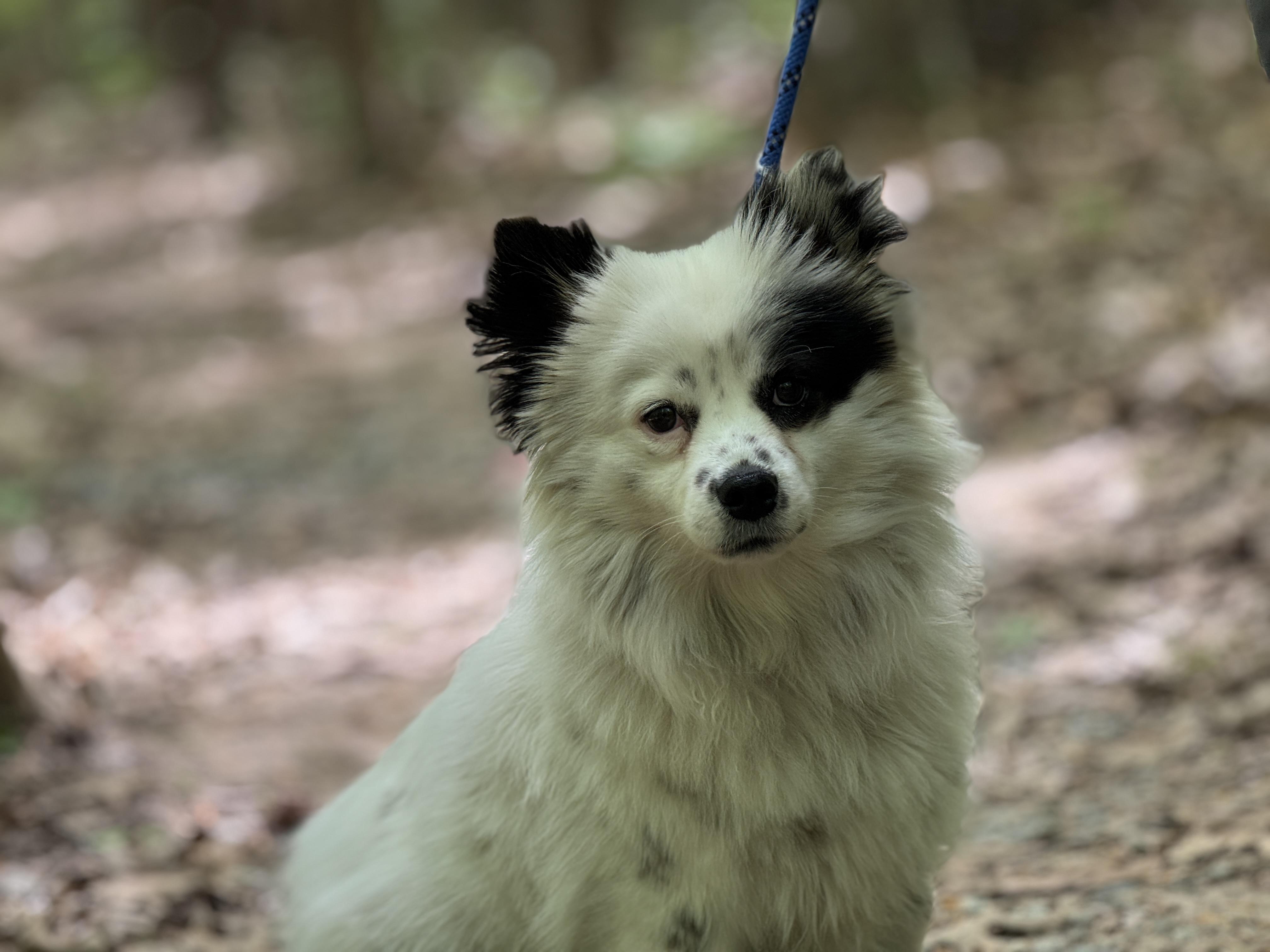 Enlarge Jinx, an adopted mixed breed in Richmond, VA image 4/6