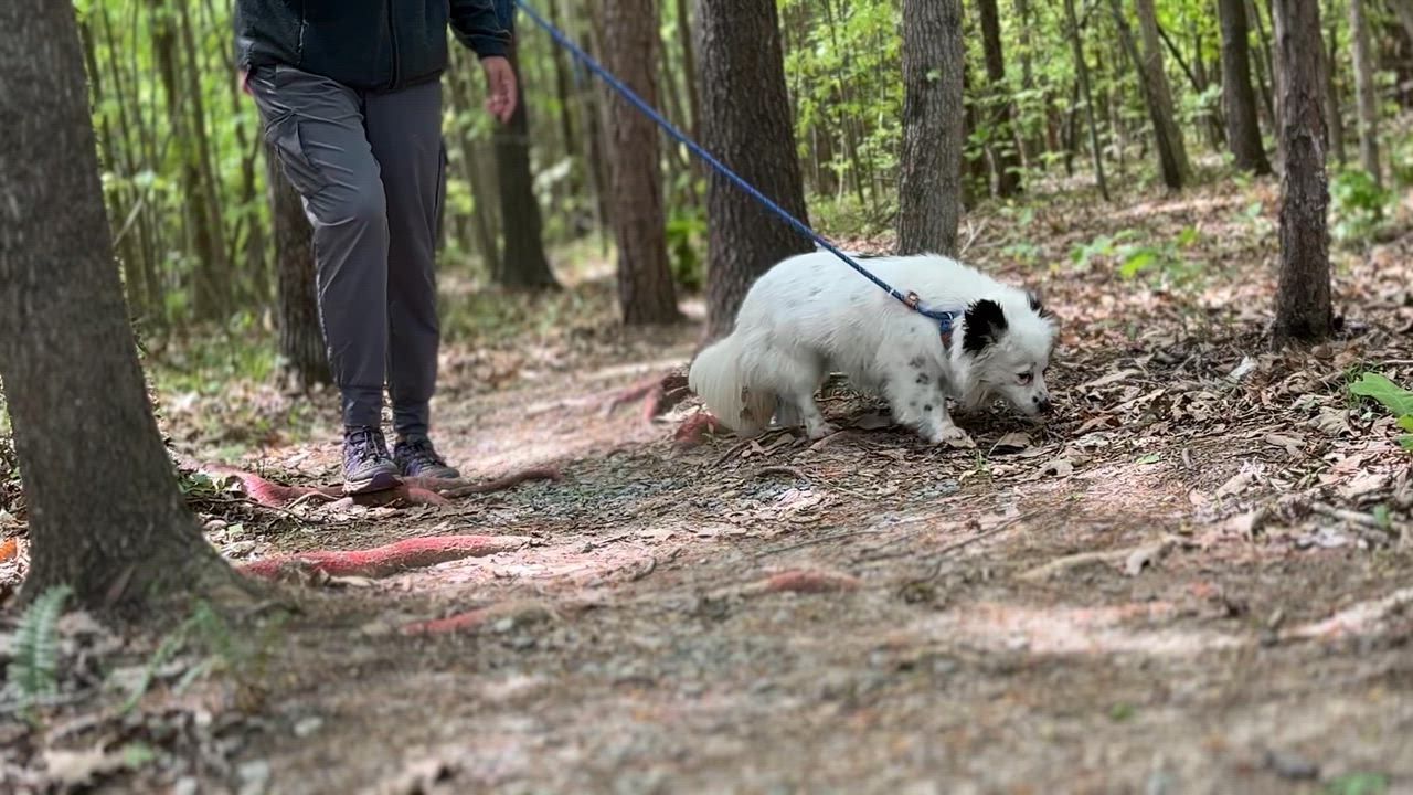 Enlarge Jinx, an adopted mixed breed in Richmond, VA video 3/6