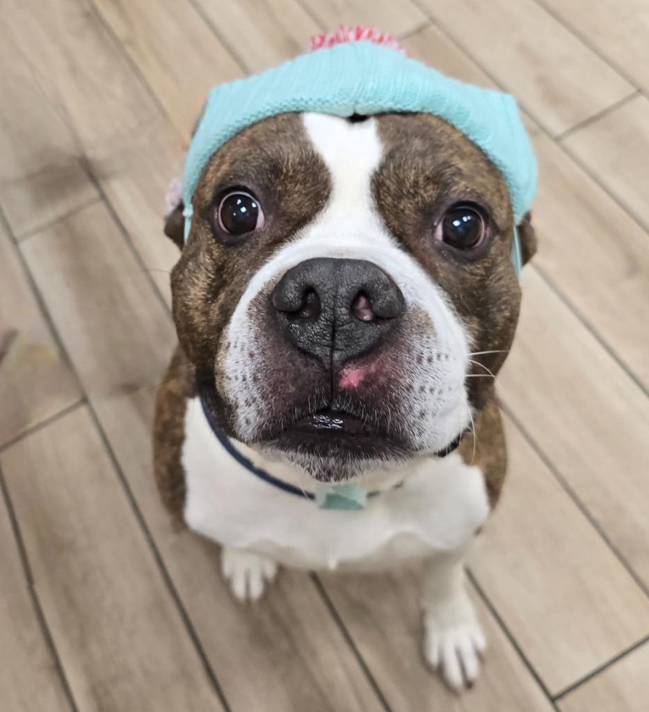 Enlarge Butterball, a Adoptable mixed breed in North Syracuse, NY image 1/6