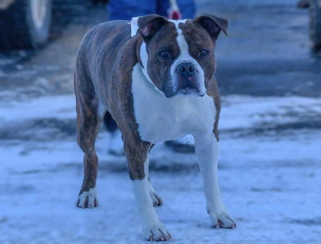 Enlarge Butterball, a Adoptable mixed breed in North Syracuse, NY image 2/6