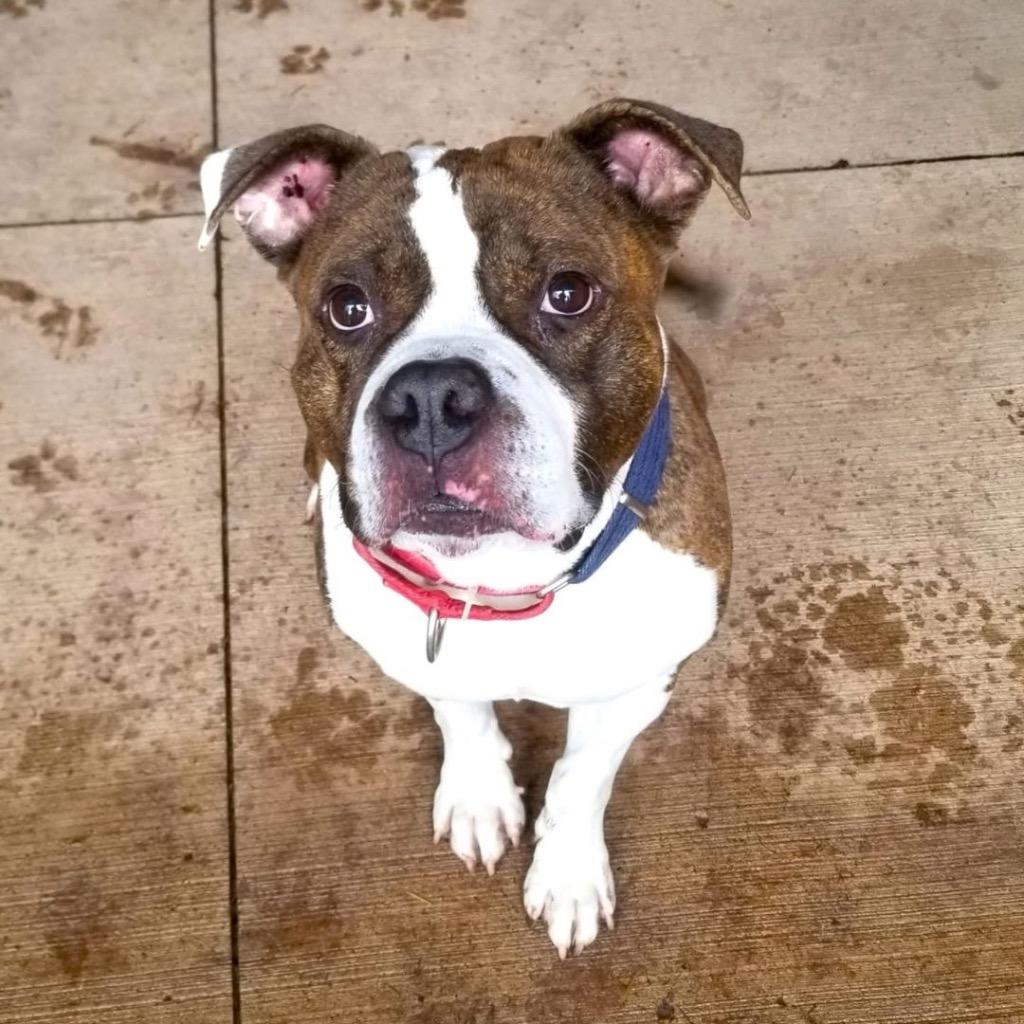 Enlarge Butterball, a Adoptable mixed breed in North Syracuse, NY image 4/6