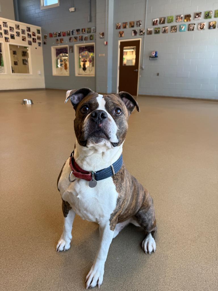 Butterball thumbnail 4