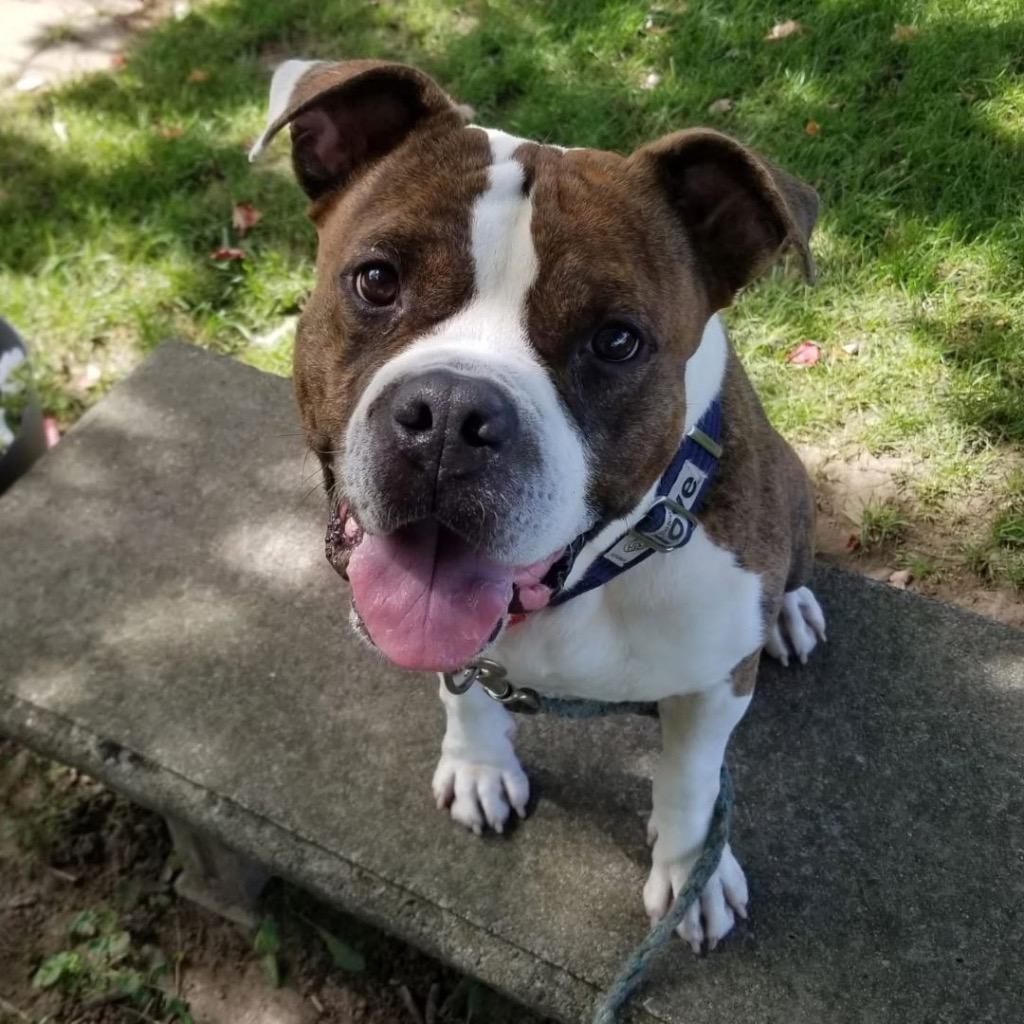 Enlarge Butterball, a Adoptable mixed breed in North Syracuse, NY image 5/6