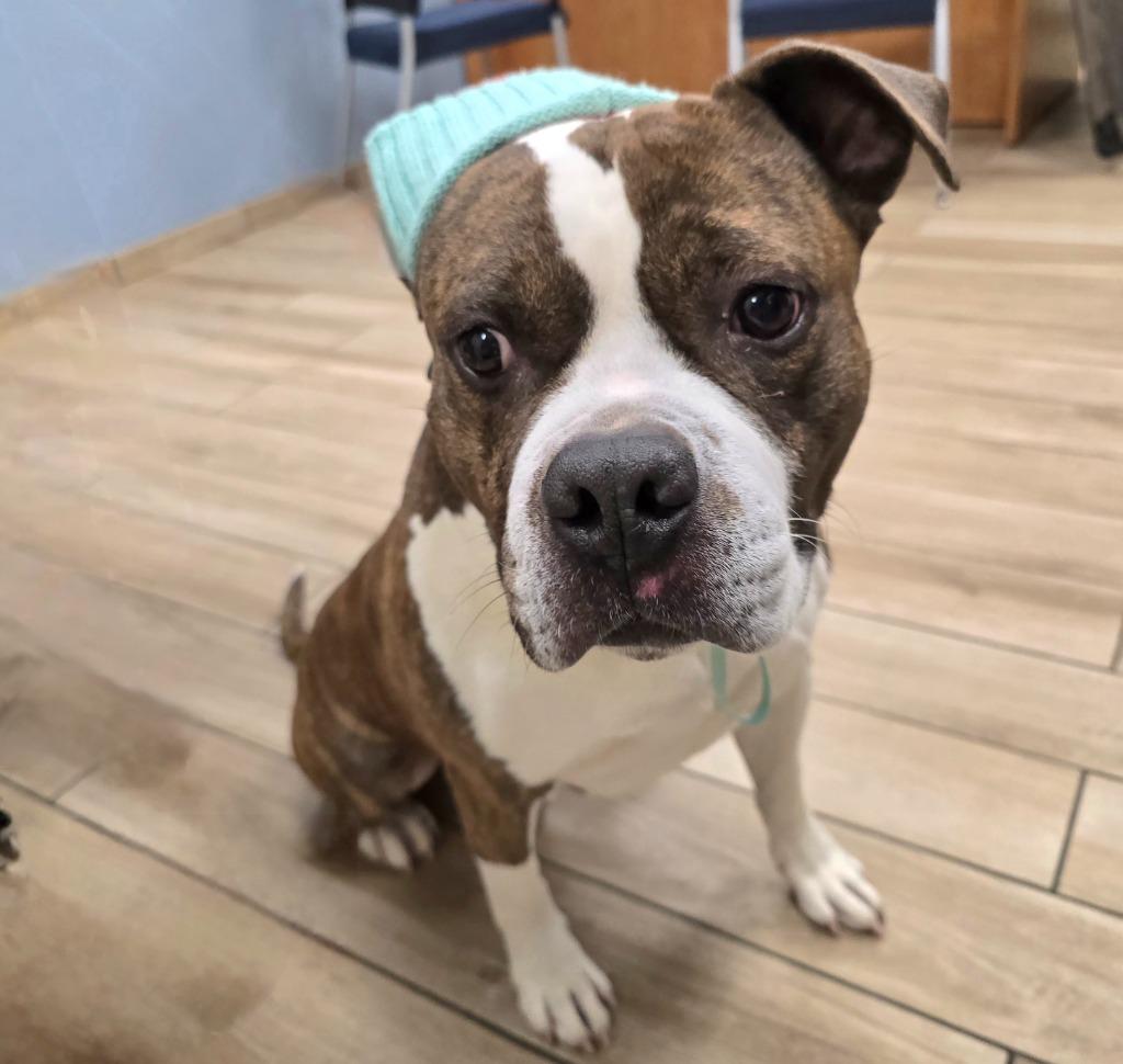 Enlarge Butterball, a Adoptable mixed breed in North Syracuse, NY image 6/6