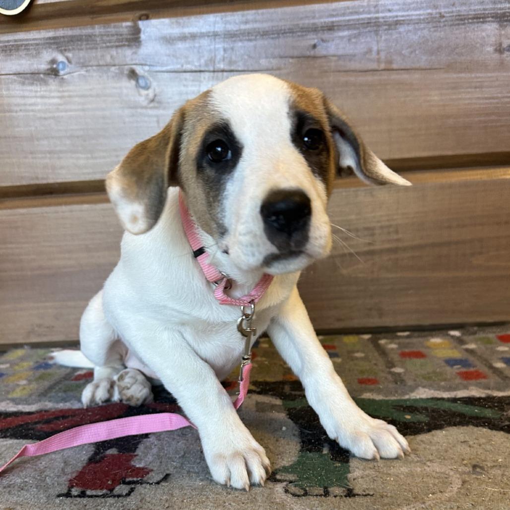 Scarlett, Adoptable, Puppy Female Mixed Breed.