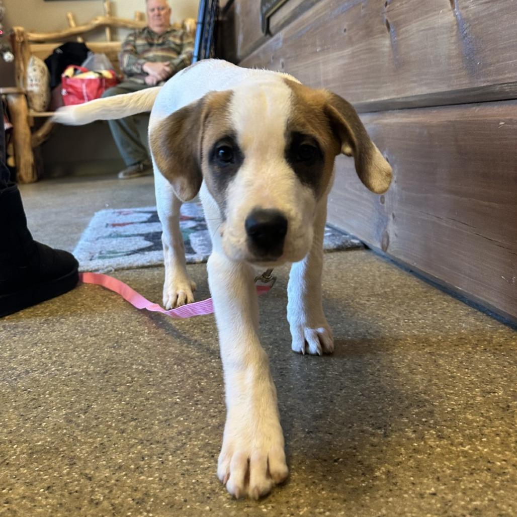 Enlarge Scarlett, a Adoptable Mixed Breed in Blue Ridge, GA image 2/3