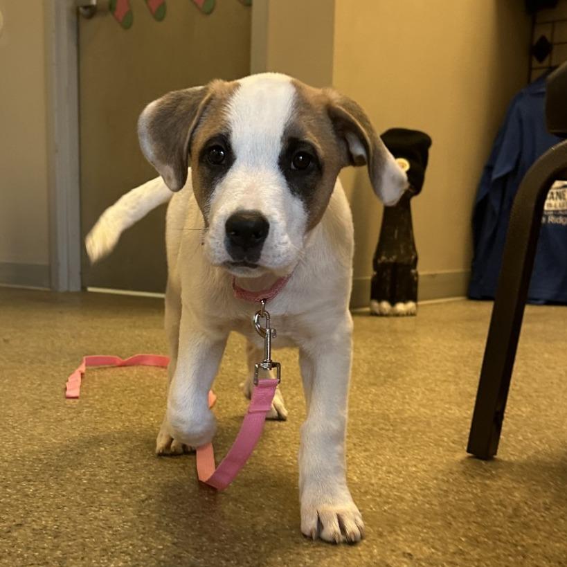 Enlarge Scarlett, a Adoptable Mixed Breed in Blue Ridge, GA image 3/3