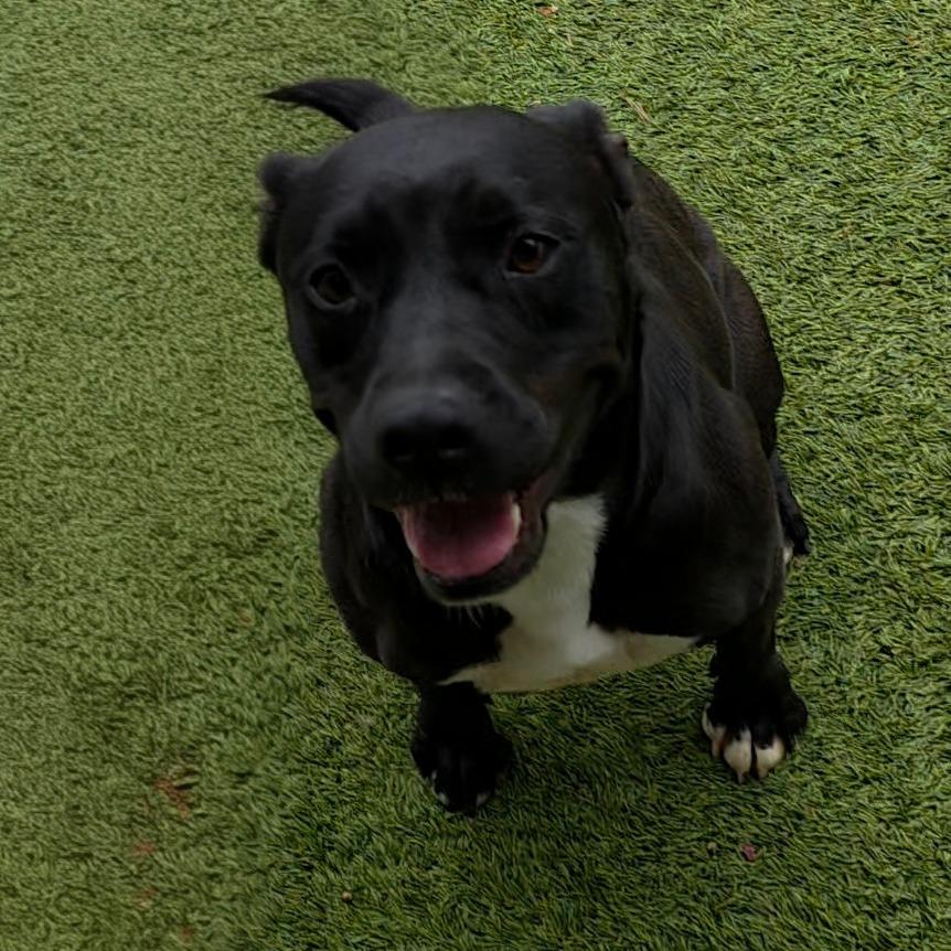 Lisa Marie 4159, Adoptable, Adult Female Black Labrador Retriever.