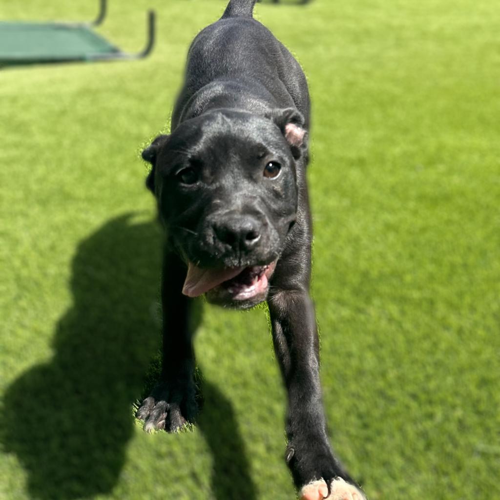 Lisa Marie 4159, Adoptable, Adult Female Black Labrador Retriever.