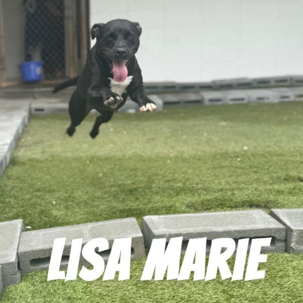 Enlarge Lisa Marie 4159, a Adoptable Black Labrador Retriever in Montgomery, AL image 3/3