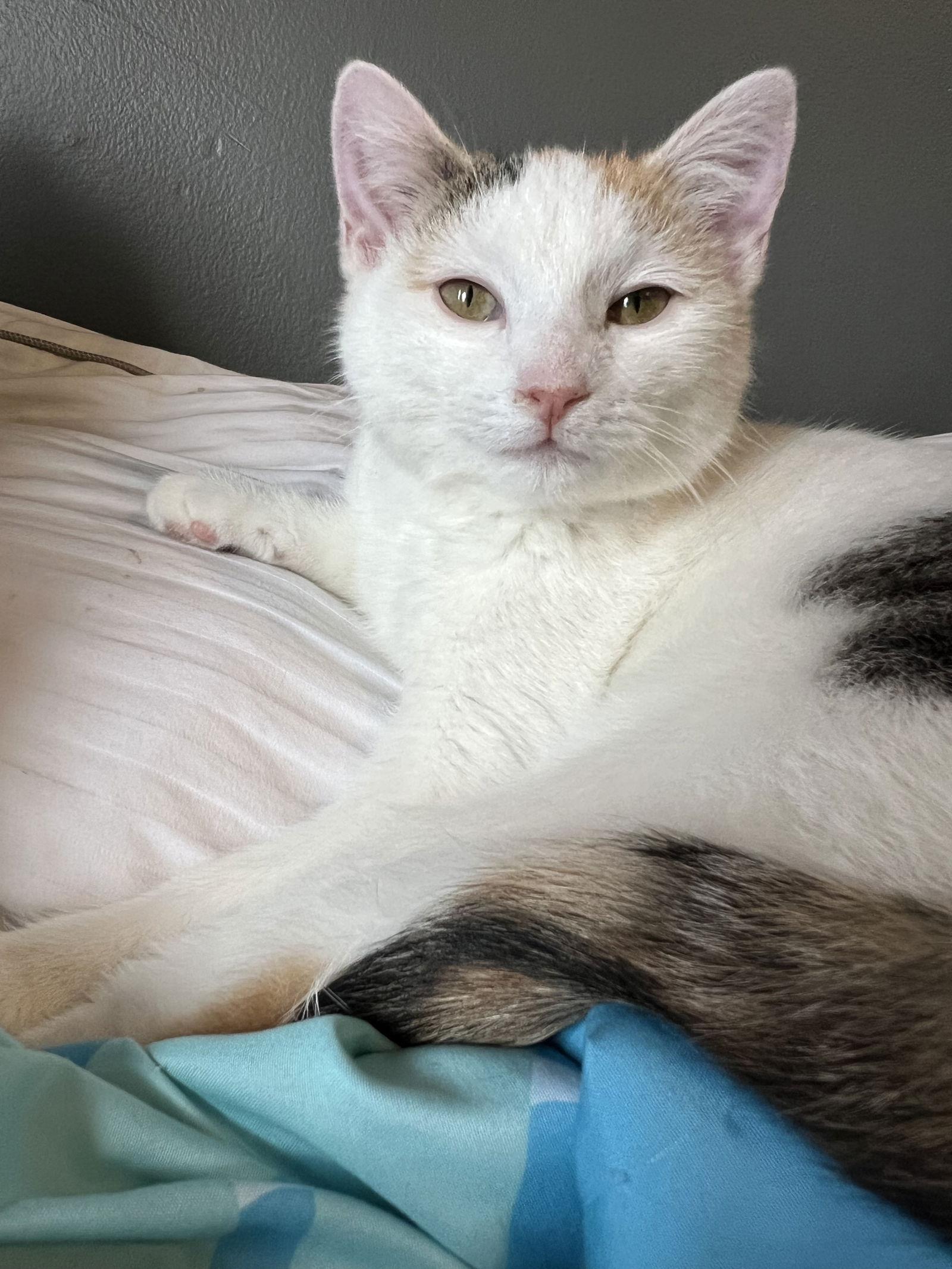 Rachel, Adopted, Kitten Female Domestic Short Hair.