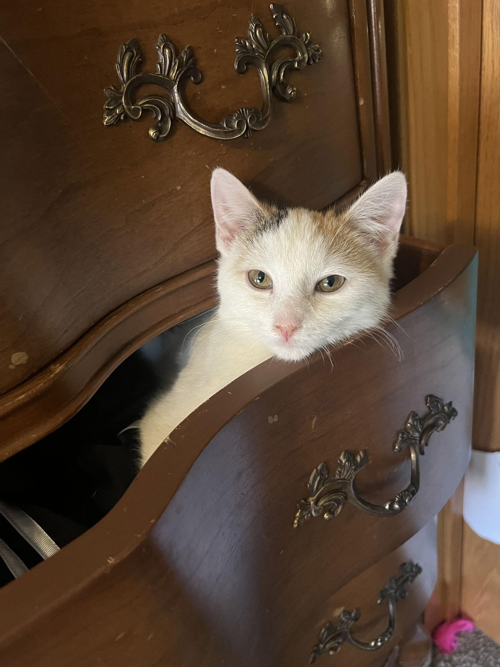 Enlarge Rachel, a Adopted Domestic Short Hair in Crystal, MN image 2/3