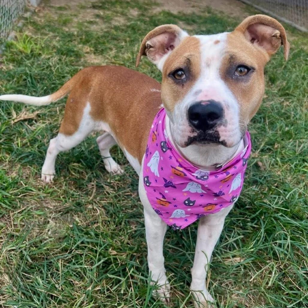 Enlarge Matilda, a Adoptable American Staffordshire Terrier in Napa, CA image 1/6