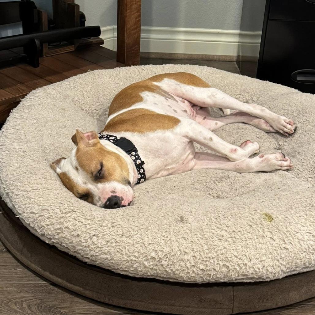 Enlarge Matilda, a Adoptable American Staffordshire Terrier in Napa, CA image 2/6