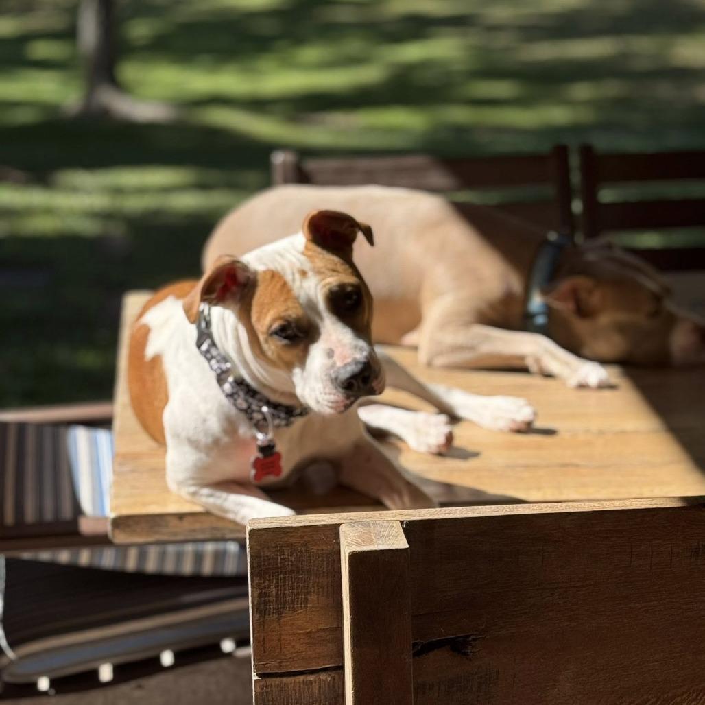 Enlarge Matilda, a Adoptable American Staffordshire Terrier in Napa, CA image 4/6