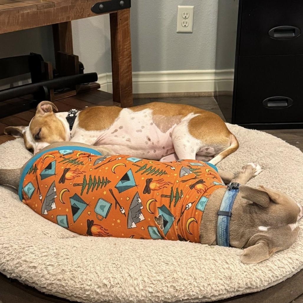 Enlarge Matilda, a Adoptable American Staffordshire Terrier in Napa, CA image 5/6