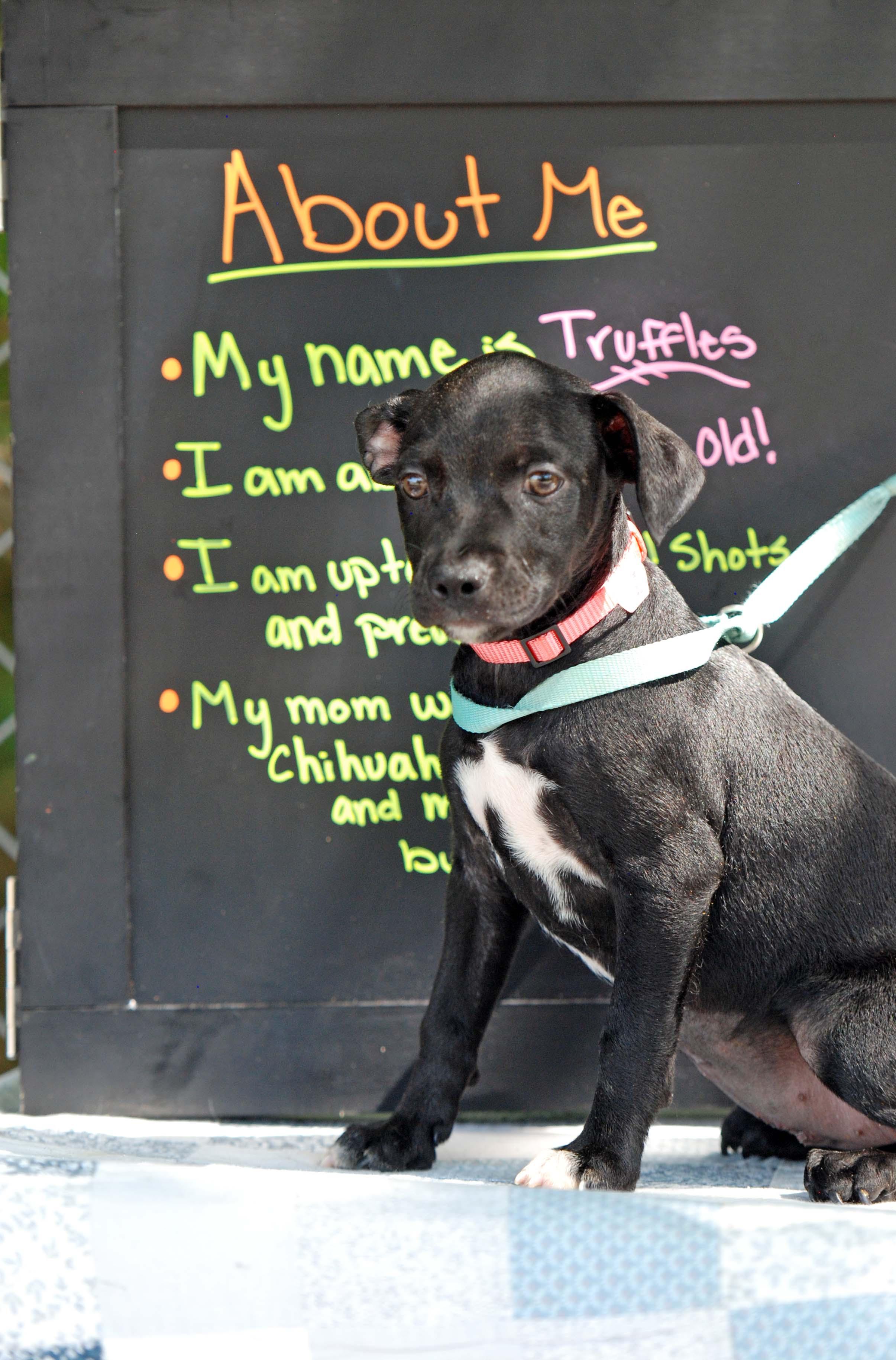 Enlarge Truffles, a Adoptable mixed breed in Madisonville, TX image 4/4