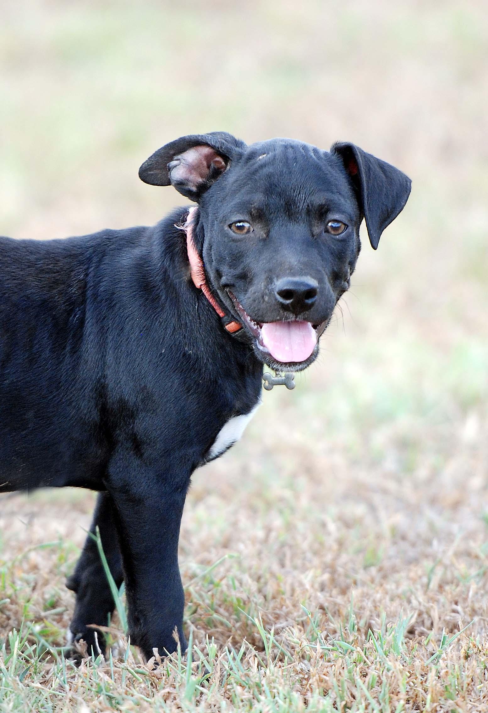 Truffles, Adoptable, Puppy Female American Bully & Dachshund.