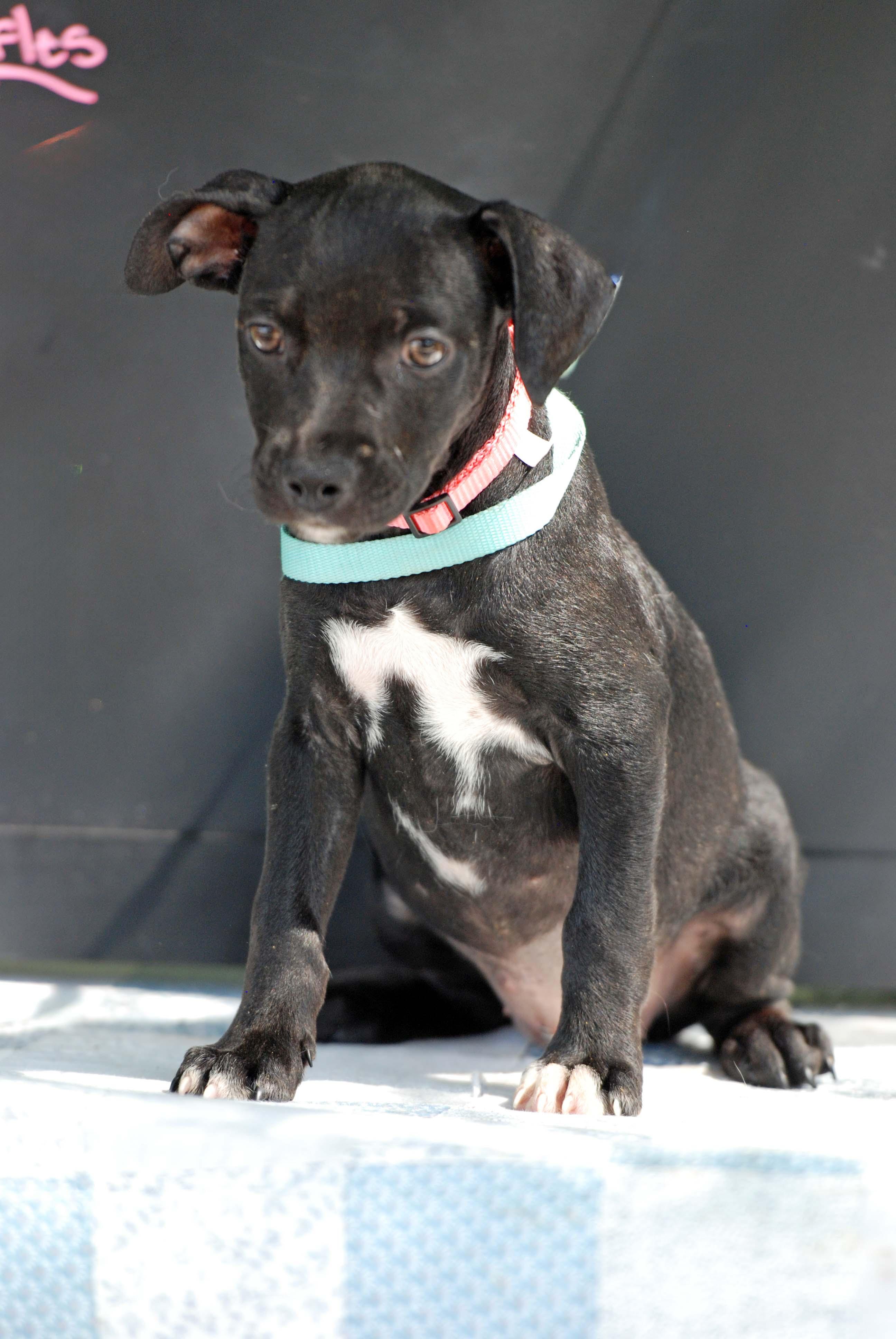 Enlarge Truffles, a Adoptable mixed breed in Madisonville, TX image 3/4